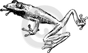 Hand drawn cute frog