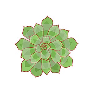 Hand drawn cute green succulent in style flat. Graphic sketch home flower Echeveria Pulidonis. Vector illustration, isolated