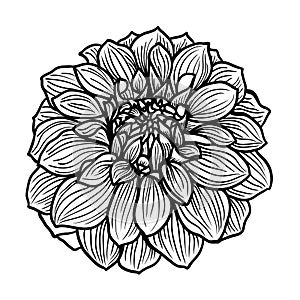 Hand drawn Dahlia flower