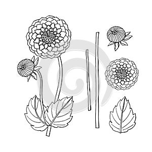 Hand drawn dahlia flower. floral design element