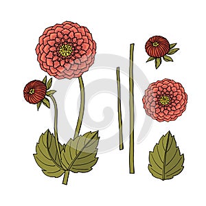 Hand drawn dahlia flower. floral design element