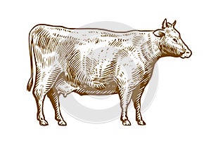 Hand drawn dairy cow isolated on white background. Farm animal in sketchy vintage style. Vector illustration
