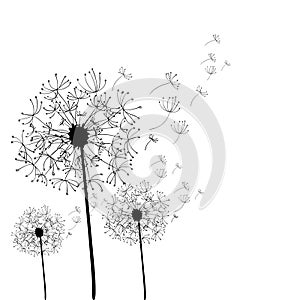 Hand drawn dandelion isolated