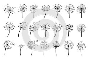 Hand drawn dandelions with flying seeds, dandelion flower heads. Abstract blowball flowers doodle silhouette, spring blossoms
