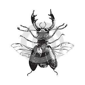 Hand drawn deer beetle