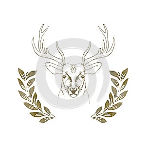 Hand drawn deer head with horns vector illustration