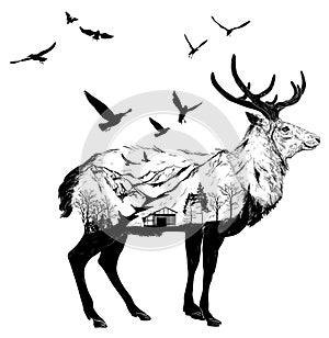 Hand drawn Deer, wildlife concept photo