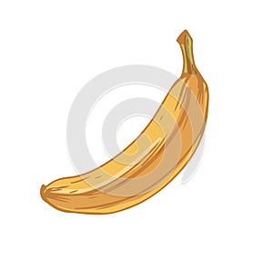 Hand-drawn detailed fresh banana in yellow skin. Raw ripened fruit with peel. Colored vector illustration of banan photo