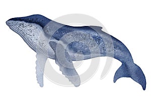 Hand drawn digital illustration of humpback whale isolated on white background. Watercolor stock image of sea animal