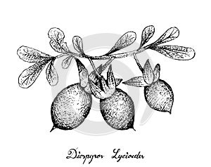 Hand Drawn of Diospyros Lycioides on White Background