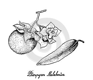 Hand Drawn of Diospyros Malabarica on White Background