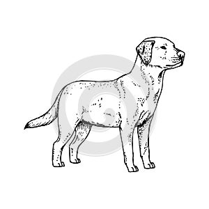 Hand drawn dog labrador. Vector sketch. photo