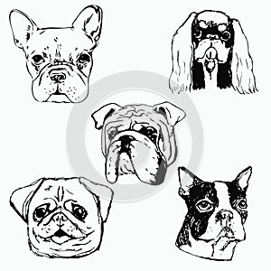 Hand drawn dog portraits on white background.