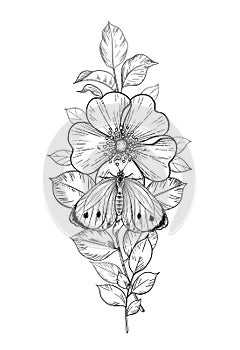 Hand Drawn Dog-rose Flower  and  Butterfly