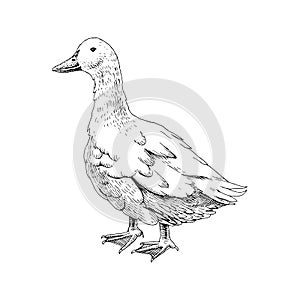 Hand drawn domestick duck