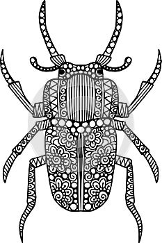 Hand drawn doodle beetle illustration