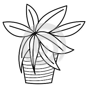 Hand drawn doodle botanical plant cactus clip art illustration