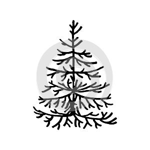 Hand drawn  doodle fir tree isolated on white background. Conifer sketch. Vector illustration.