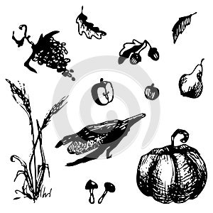 Hand drawn doodle harvest elements. Corn, pumpkin, grape, apple, leaf, mushroom, pear, wheat. Black images