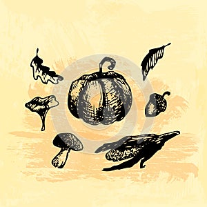 Hand drawn doodle harvest elements. Corn, pumpkin, leaf, mushrooms, acorn. Black images, yellow watercor background.