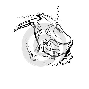 Hand-Drawn Doodle of southern whale. Vector Illustration.