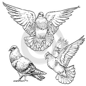 Hand drawn Dove / Pigeon set.