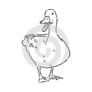 Hand drawn duck animal vector illustration. Sketch isolated on white background with pencil and label banner. duck