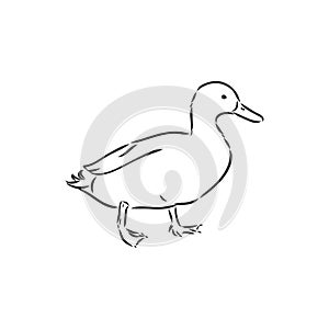Hand drawn duck animal vector illustration. Sketch isolated on white background with pencil and label banner. duck