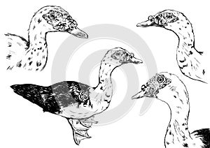 Hand drawn duck vector set on white background.