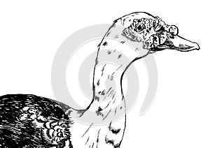 Hand drawn duck vector on white background.