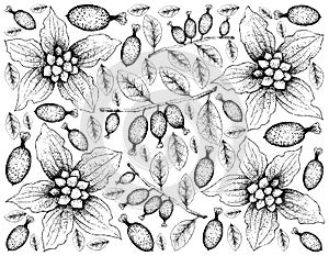 Hand Drawn of Dwarf Dogwood and Elaeagnus Latifolia Fruits Background