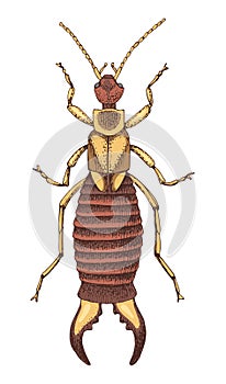 Hand drawn earwig vector illustration