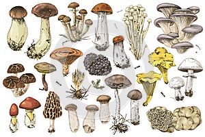 Hand drawn edible mushrooms collection