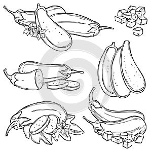 Hand drawn eggplant. Vector   illustration