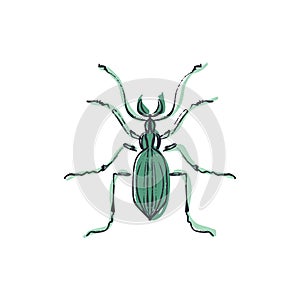 Hand drawn elegant grunge beetle sketch art
