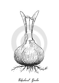 Hand Drawn of Elephant Garlic on White Background