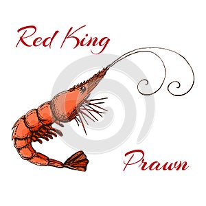 Hand drawn engraved ink shrimp or prawn illustration isolated on white. colored sketch of realistic shrimp. red king