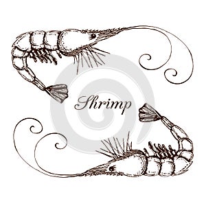 Hand drawn engraved ink shrimp or prawn illustration isolated on white. etched seafood graphic.Outline sketch of realistic shrimp