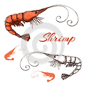 Hand drawn engraved ink shrimp or prawn illustration isolated on white. prawn line and color drawing in vintage style