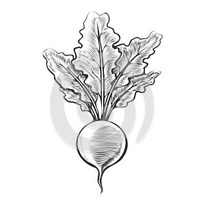 Hand drawn engraving beetroot vegetable