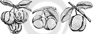 Hand drawn engraving red acerola berry, barbados cherry, Malpighia emarginata.