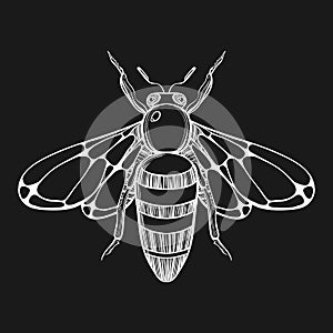 Hand drawn engraving Sketch of Bee. Vector illustration for tat
