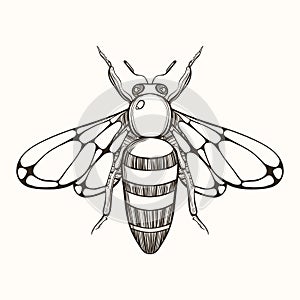 Hand drawn engraving Sketch of Bee. Vector illustration for tat