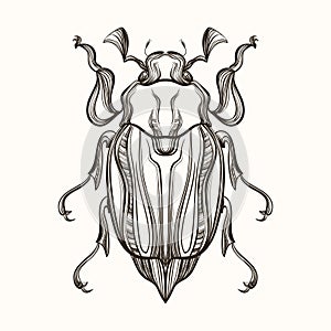 Hand drawn engraving Sketch of Beetle, May bug. Vector illustra