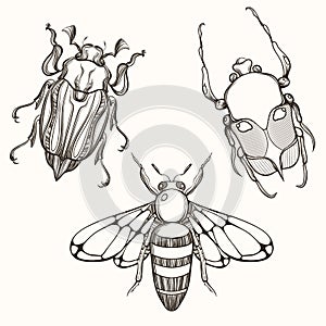 Hand drawn engraving Sketch of Scarab Beetle, May bug and Bee. D