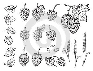 Hand drawn engraving style Hops set.