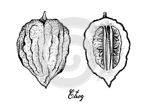 Hand Drawn of Etrog Fruit on White Background