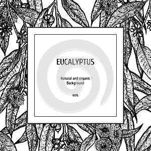 Hand drawn eucalyptus background. Herbal pattern. Vector sketch of plant. Layout design for packaging