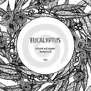 Hand drawn eucalyptus background. Herbal pattern. Vector sketch of plant. Layout design for packaging