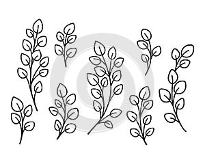 Hand drawn eucalyptus branches and leaves. Graphic floral elements.